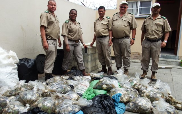 Marine en Kusbestuur beamptes tydens die tel van die perlemoen 